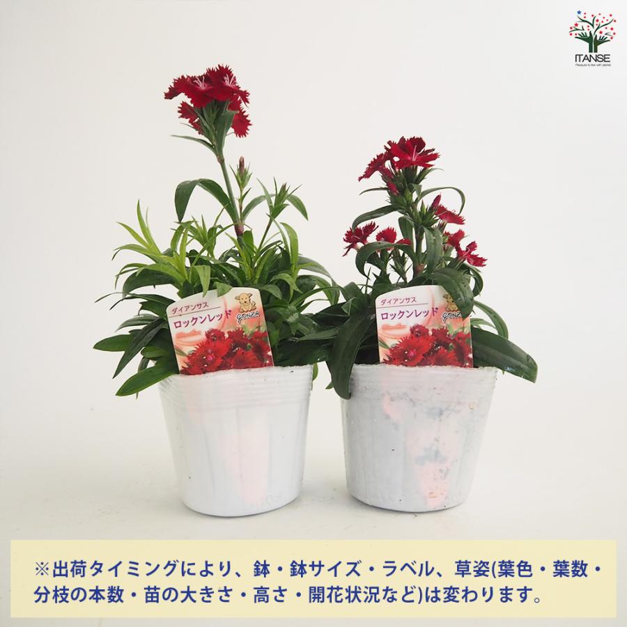 ダイアンサス ロックンレッド 花苗 3.5号/1個売り 花の苗 花 苗
