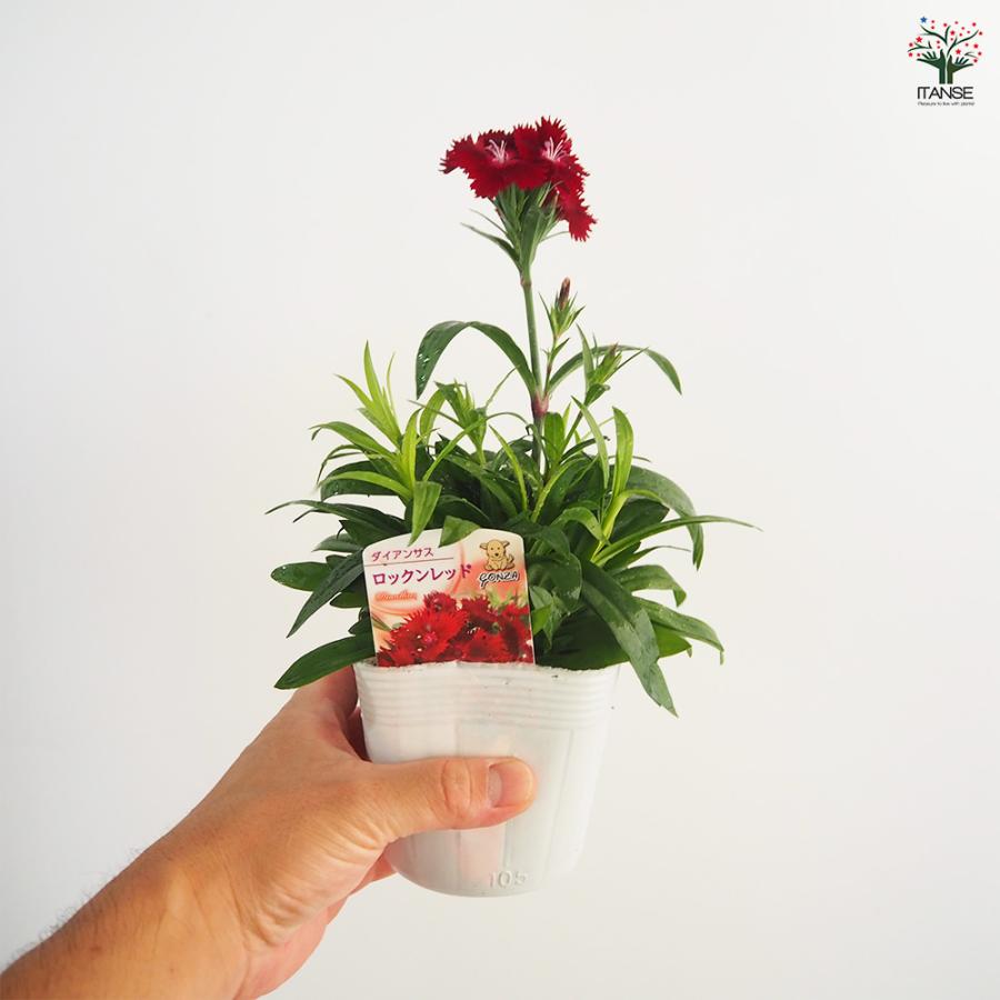 ダイアンサス ロックンレッド 花苗 3.5号/1個売り 花の苗 花 苗