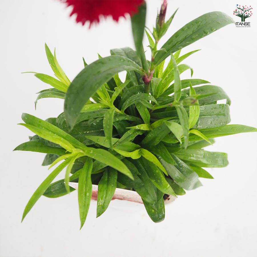 ダイアンサス ロックンレッド 花苗 3.5号/1個売り 花の苗 花 苗