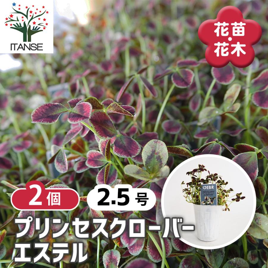 プリンセスクローバー エステル 花苗 2.5号/お買い得2個セット 花の苗