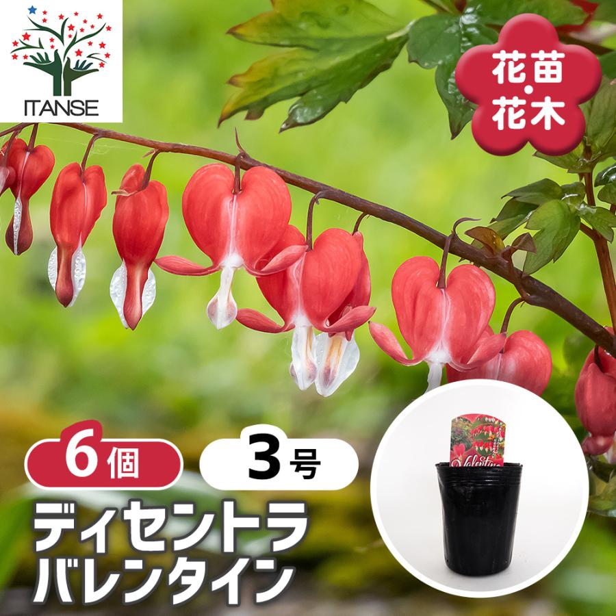 【値下げしました！】花　タイツリソウ ディセントラ バレンタイン 花苗 3号/お買い得6個セット タイツリソウ