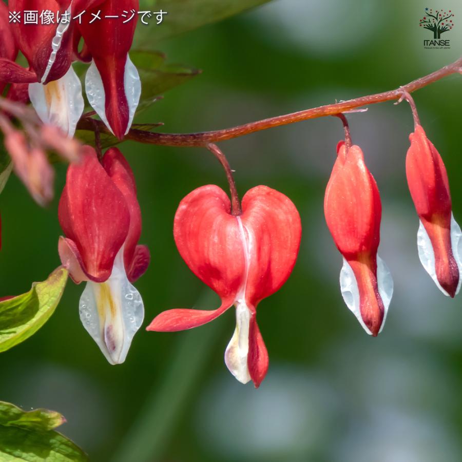 ディセントラ バレンタイン 花苗 3号/お買い得6個セット タイツリソウ