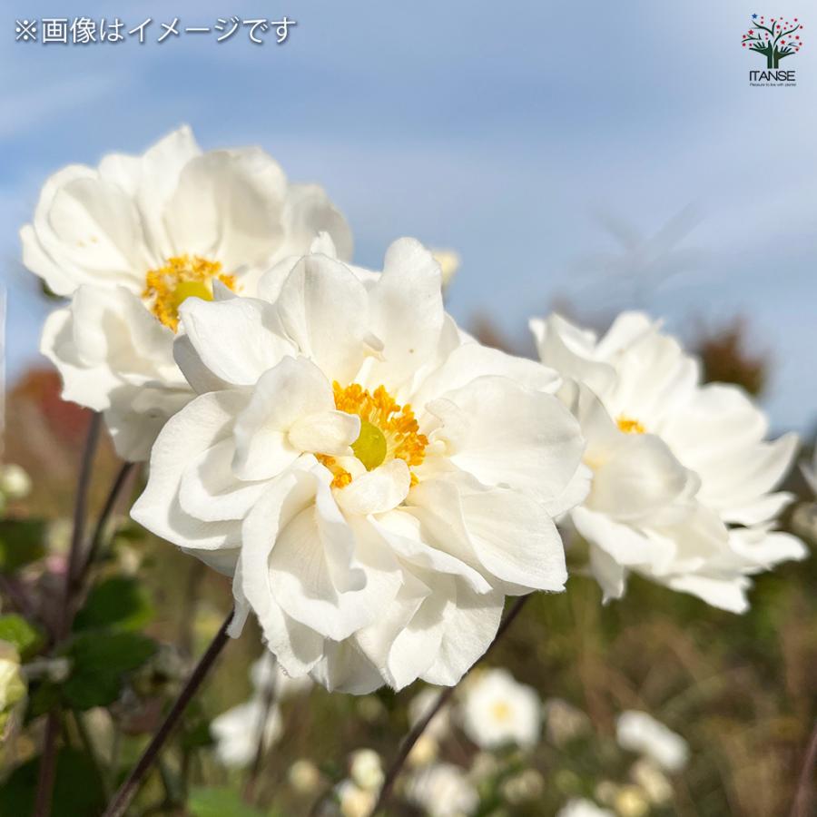 牡丹咲き秋明菊 花苗 3号/1個売り 秋明菊 シュウメイギク 牡丹咲き