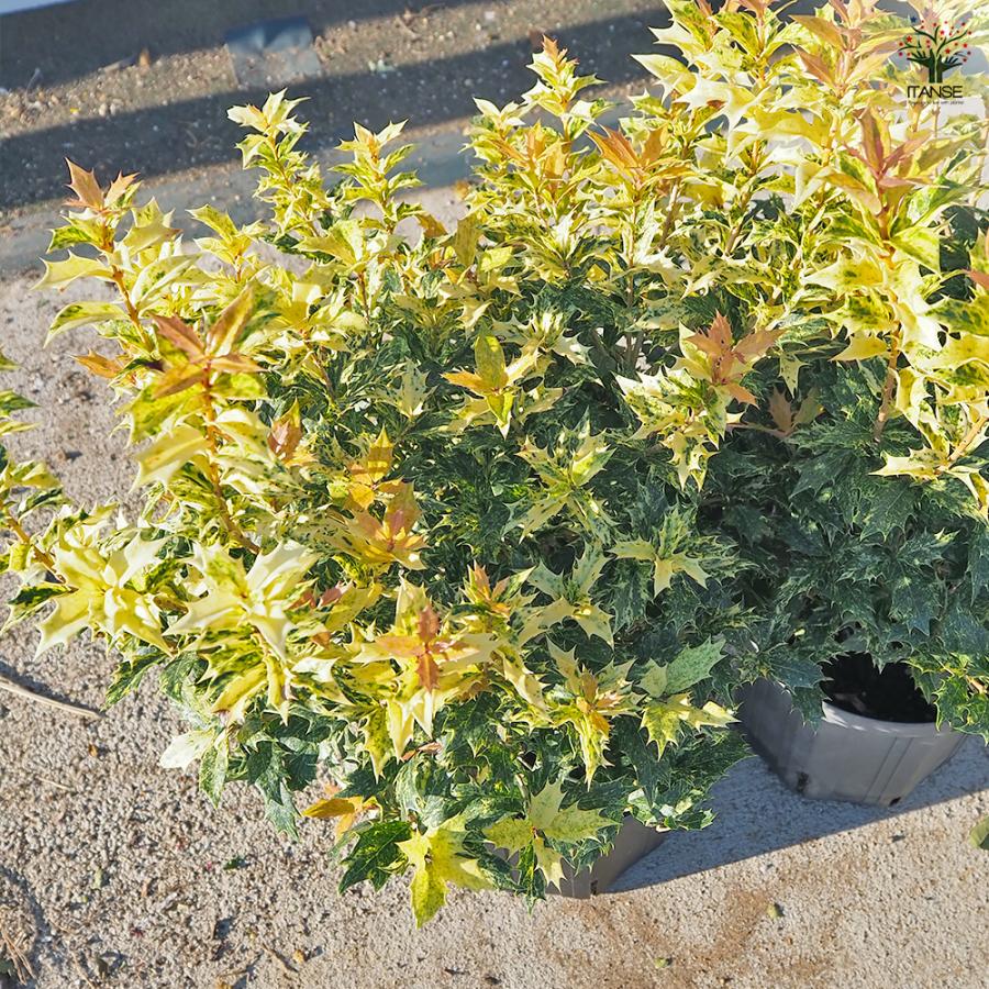 五色ヒイラギ 花木苗 7号/1個売り ゴシキヒイラギ 鬼柊 魔よけの木