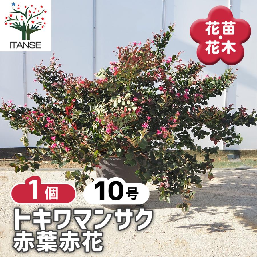 トキワマンサク 赤葉赤花 花木苗 10号/1個売り 常盤万作 常盤満作 黒系