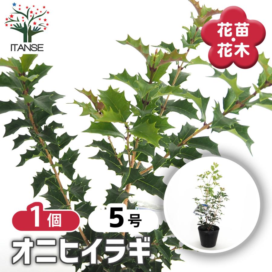 オニヒイラギ 花木苗 5号/1個売り 鬼柊 魔よけの木 常緑 洋風 モクセイ