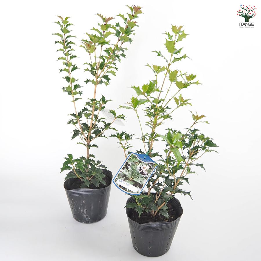 オニヒイラギ 花木苗 5号/1個売り 鬼柊 魔よけの木 常緑 洋風 モクセイ
