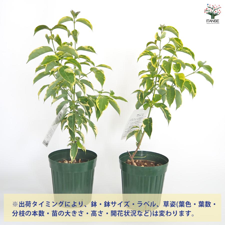 常緑ヤマボウシ 月光斑入り 花木苗 6号/1個売り ヤマボウシ苗