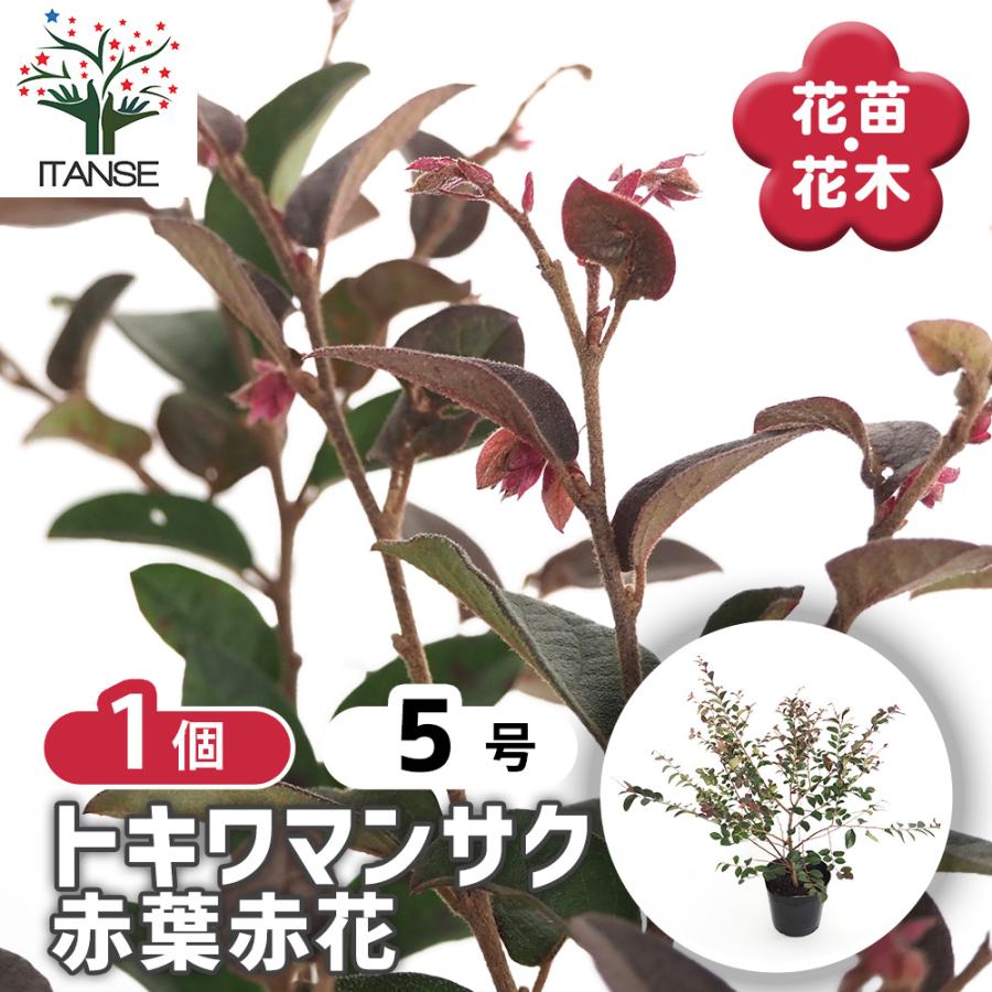 トキワマンサク 赤葉赤花 花木苗 5号/1個売り 常盤万作 常盤満作 黒系
