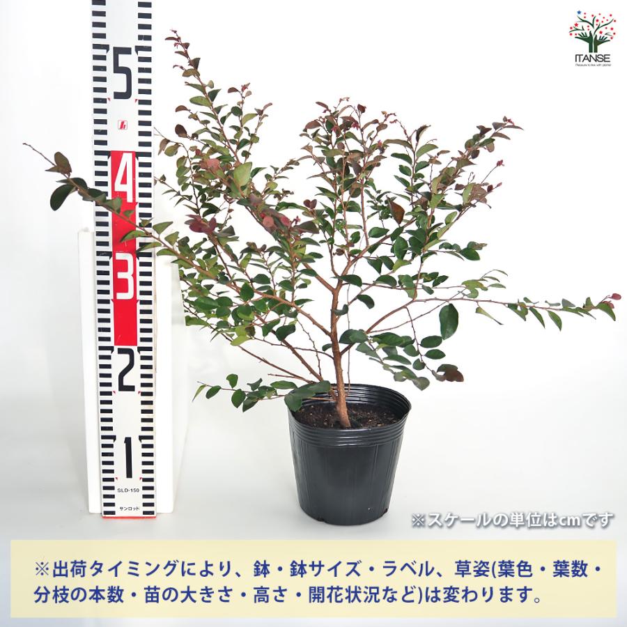 トキワマンサク 赤葉赤花 花木苗 5号/1個売り 常盤万作 常盤満作 黒系