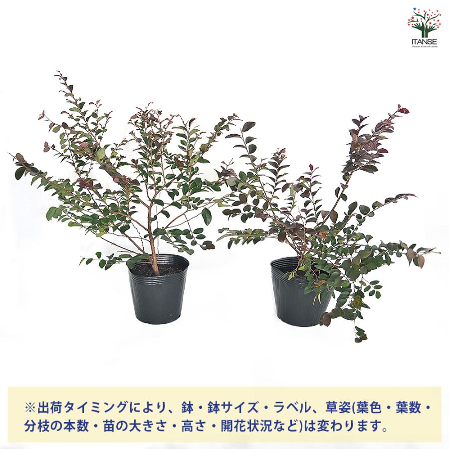 トキワマンサク 赤葉赤花 花木苗 5号/1個売り 常盤万作 常盤満作 黒系