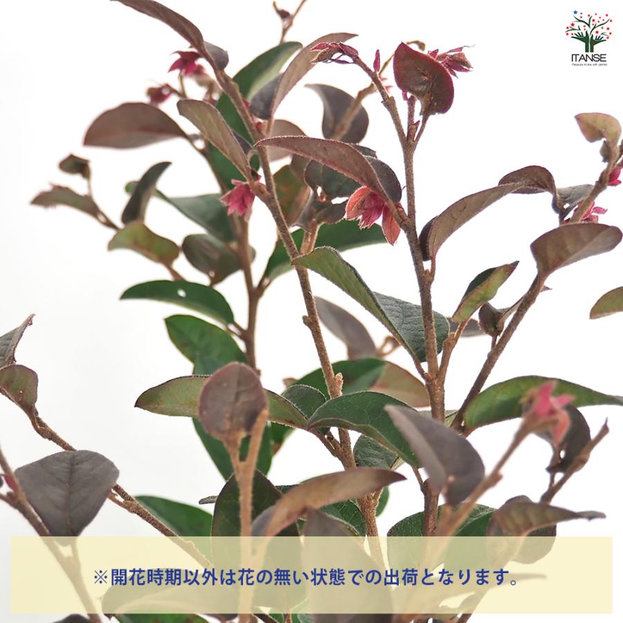 トキワマンサク 赤葉赤花 花木苗 5号/1個売り 常盤万作 常盤満作 黒系