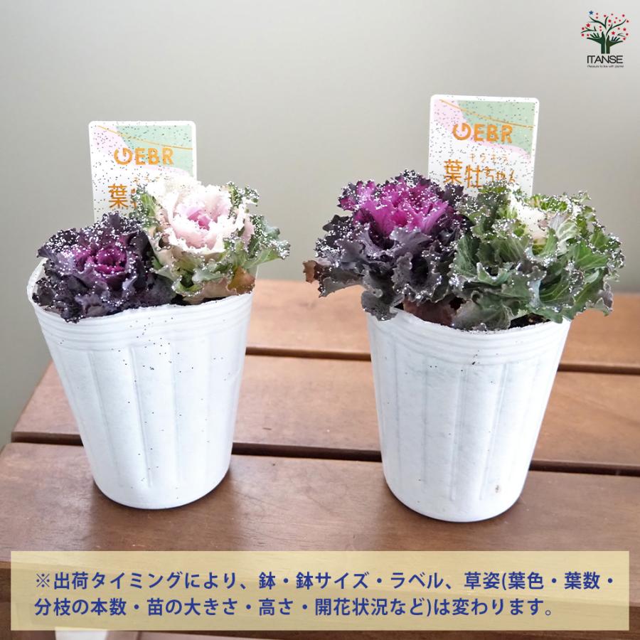 葉ボタン キラキラ葉牡ちゃん 花苗 2.5号/1個売り ハボタンの苗 葉牡丹