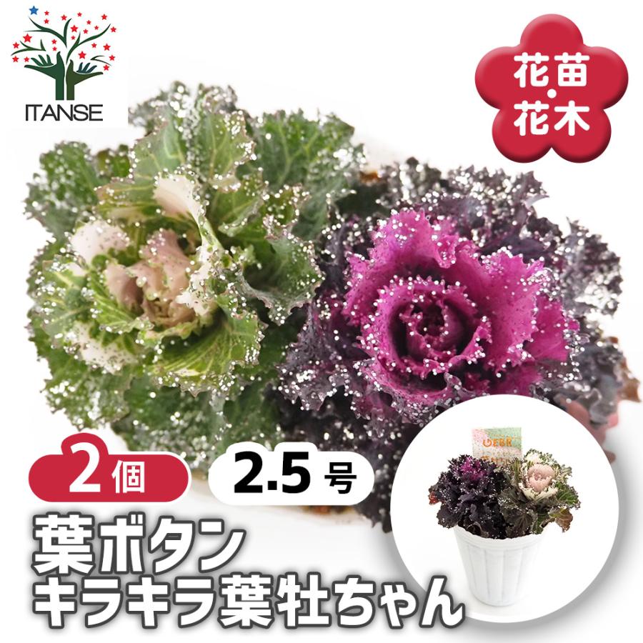 葉ボタン キラキラ葉牡ちゃん 花苗 2.5号/お買い得2個セット ハボタン