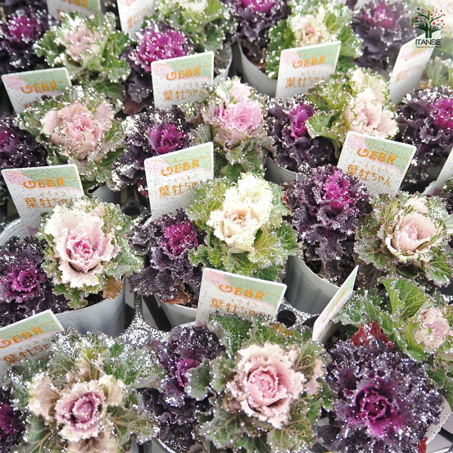 葉ボタン キラキラ葉牡ちゃん 花苗 2.5号/お買い得2個セット ハボタン