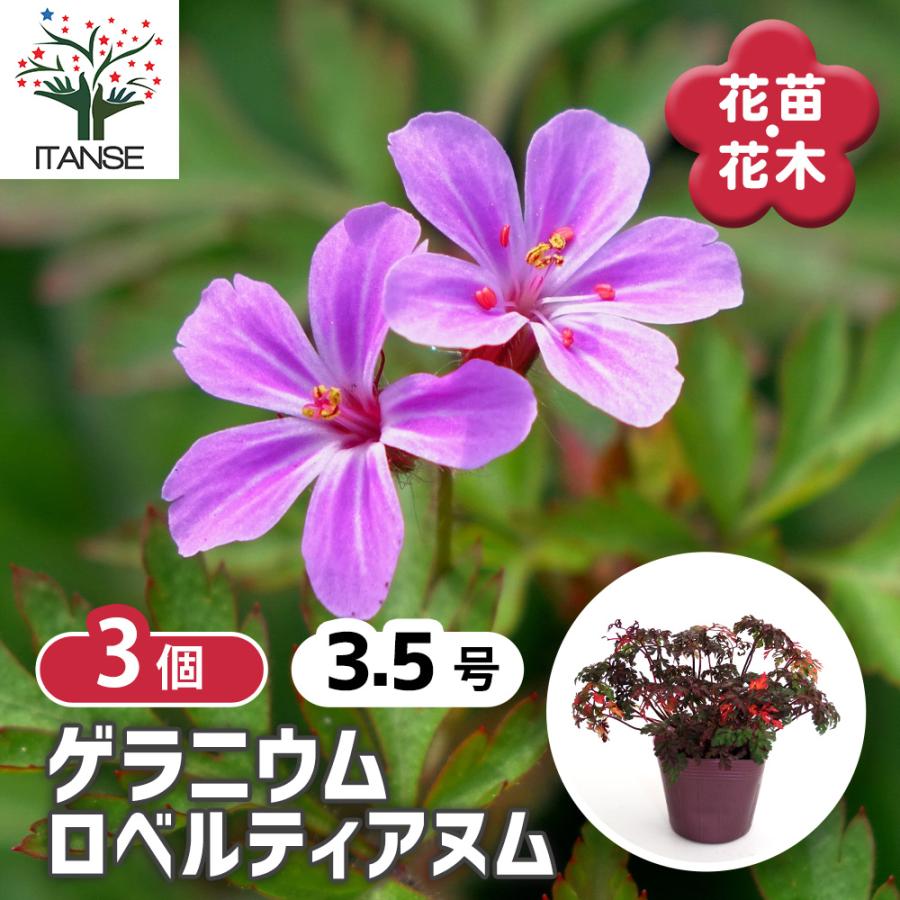 ゲラニウム ロベルティアヌム 花苗 3.5号/お買い得3個セット