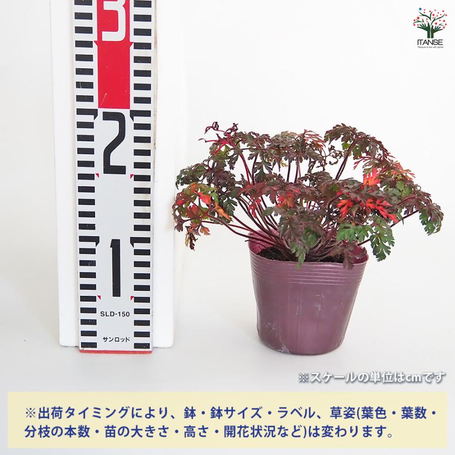 ゲラニウム ロベルティアヌム 花苗 3.5号/お買い得3個セット