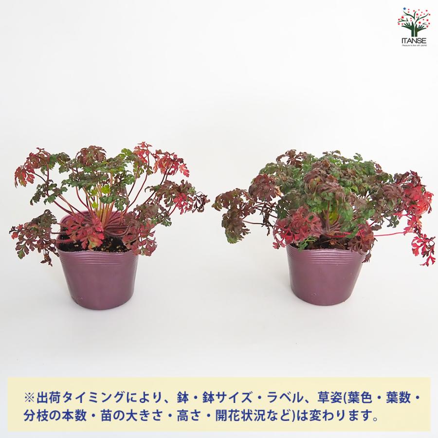 ゲラニウム ロベルティアヌム 花苗 3.5号/お買い得3個セット