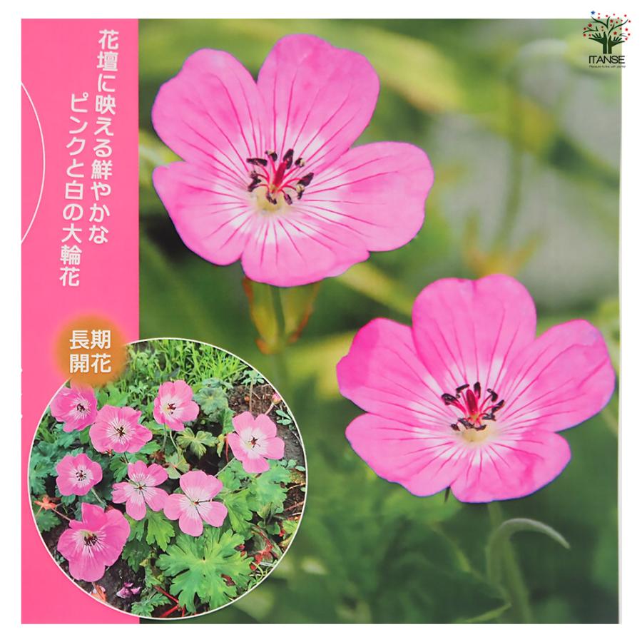 ゲラニウム ブルームタイム 花苗 3号/1個売り ゲラニューム フウロソウ