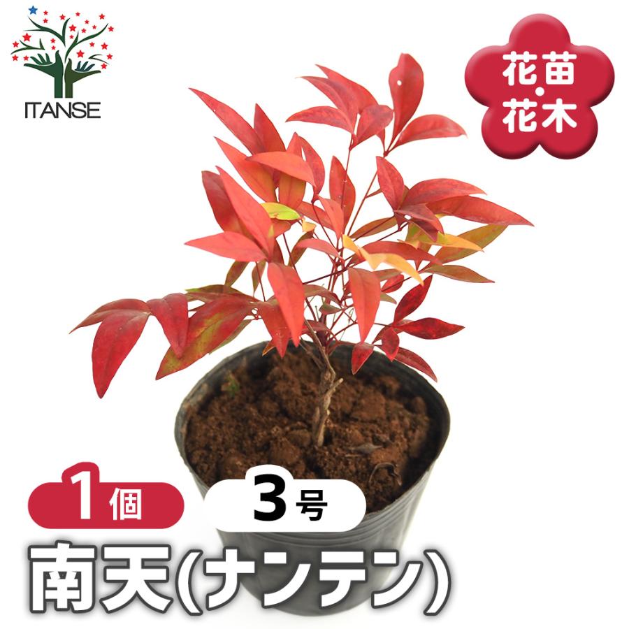 南天 花木苗 3号/1個売り なんてん ナンテン 厄除け 厄よけ 縁起木