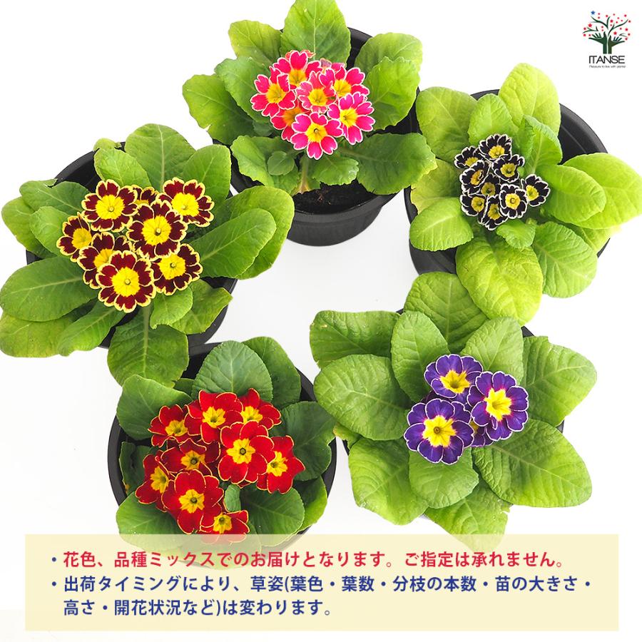 プリムラ ジュリアン ビクトリアーナ 花苗 3.5号/お買い得12個セット