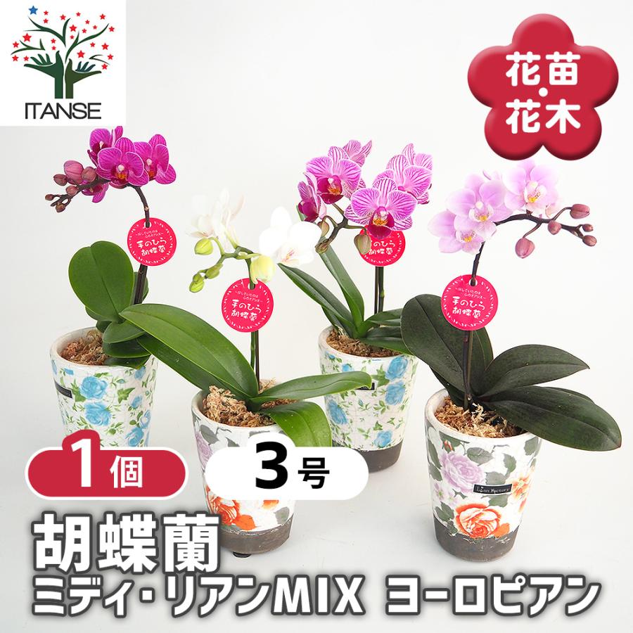 胡蝶蘭 ミディ リアンMIXヨーロピアン 花苗 2.5号/1個売り ラン科