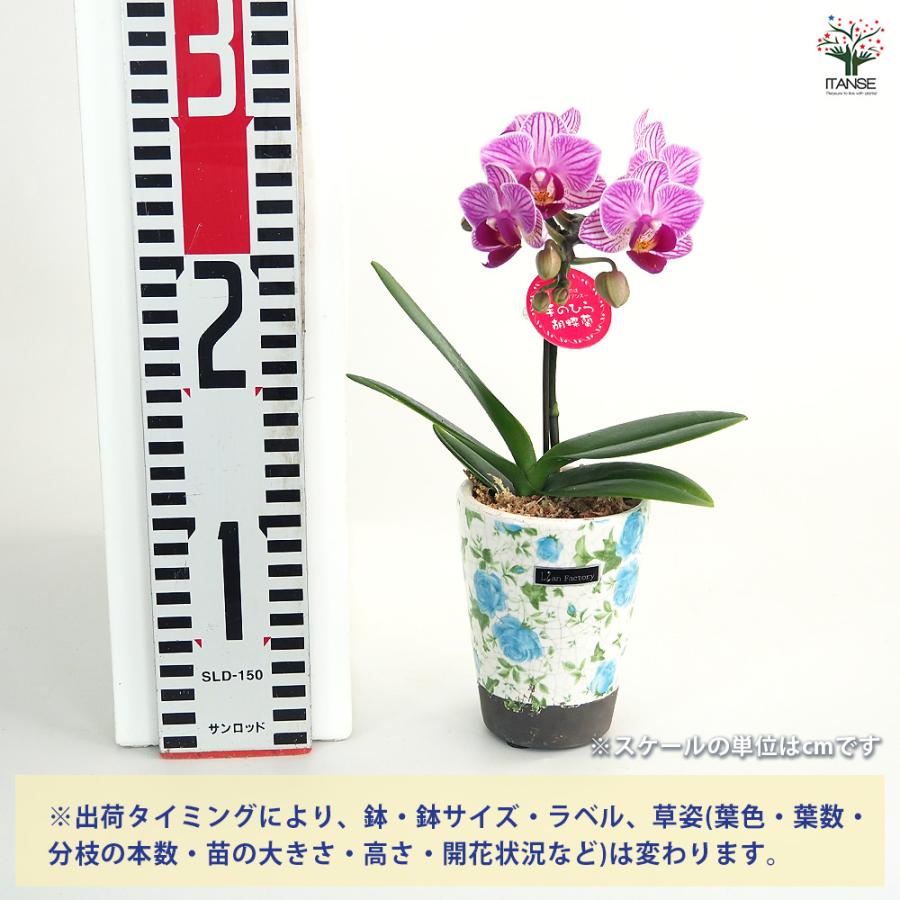 胡蝶蘭 ミディ リアンMIXヨーロピアン 花苗 2.5号/1個売り ラン科