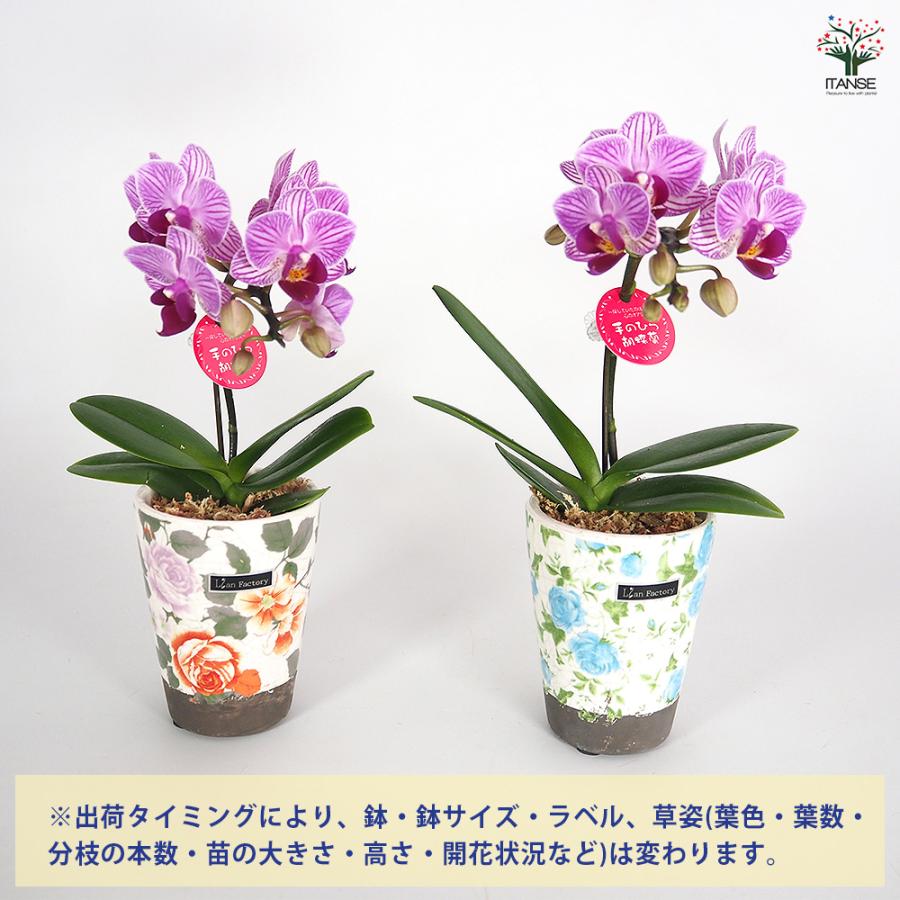 胡蝶蘭 ミディ リアンMIXヨーロピアン 花苗 2.5号/1個売り ラン科