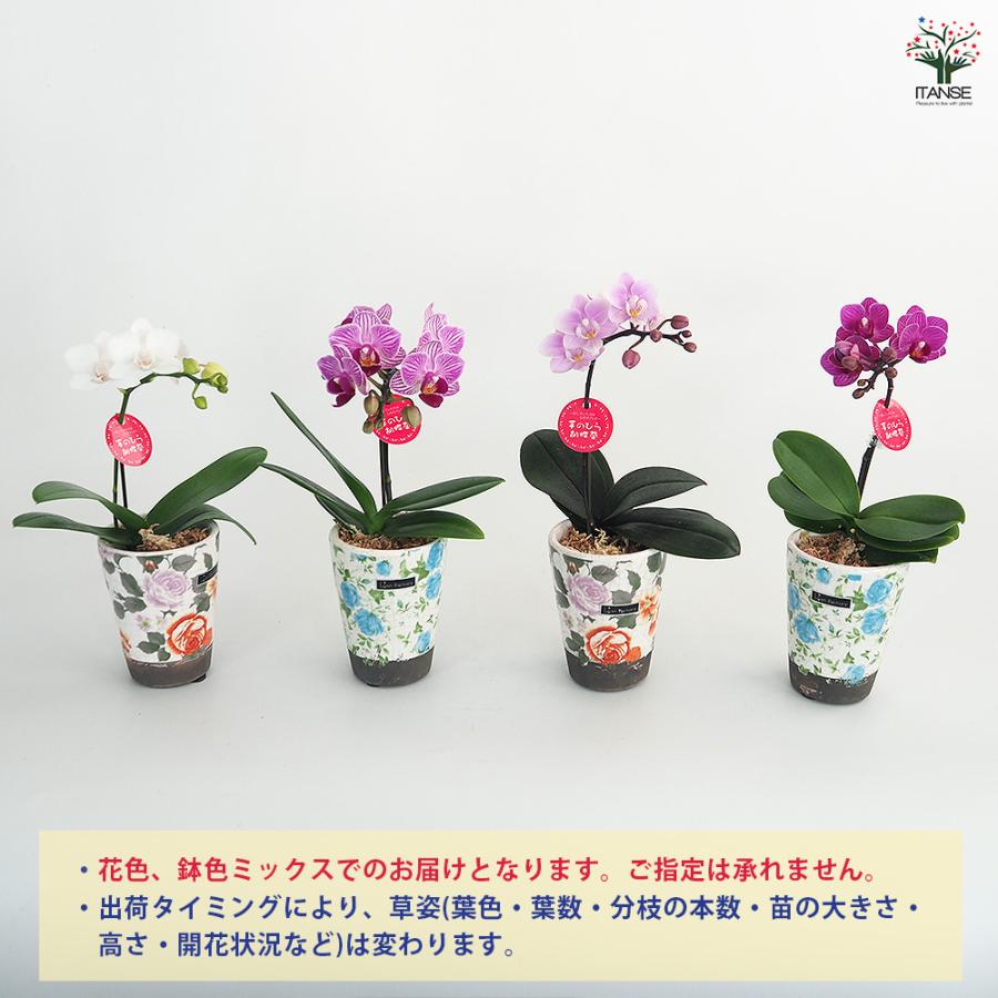 胡蝶蘭 ミディ リアンMIXヨーロピアン 花苗 2.5号/1個売り ラン科