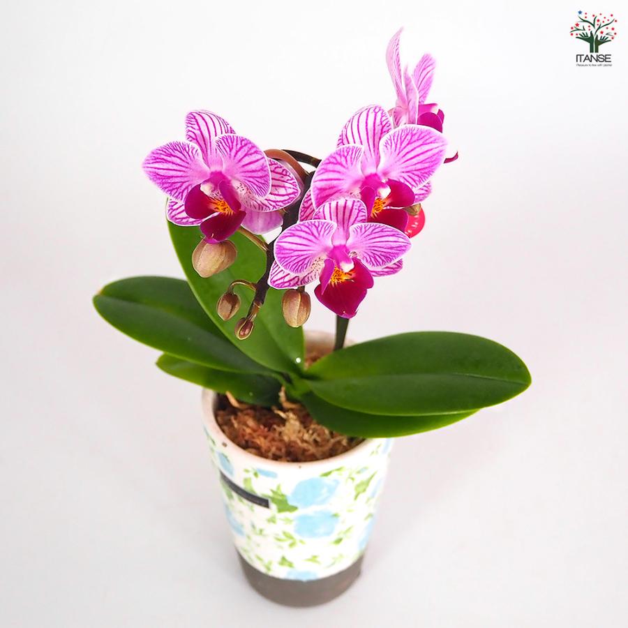 胡蝶蘭 ミディ リアンMIXヨーロピアン 花苗 2.5号/1個売り ラン科