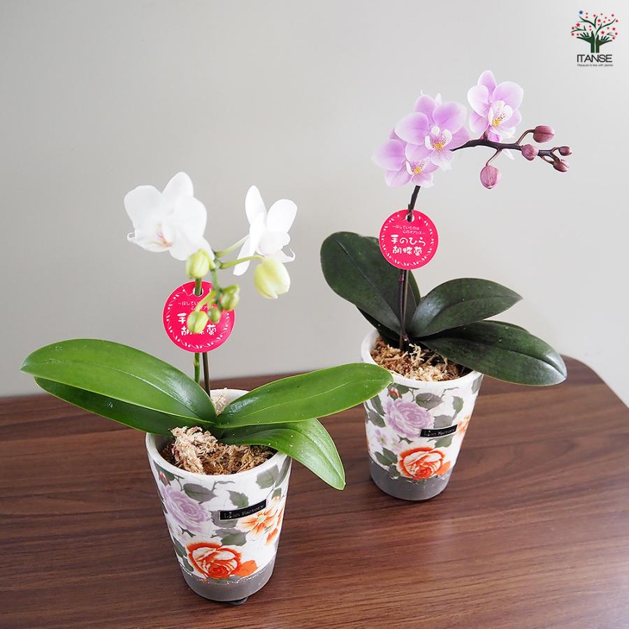 胡蝶蘭 ミディ リアンMIXヨーロピアン 花苗 2.5号/1個売り ラン科