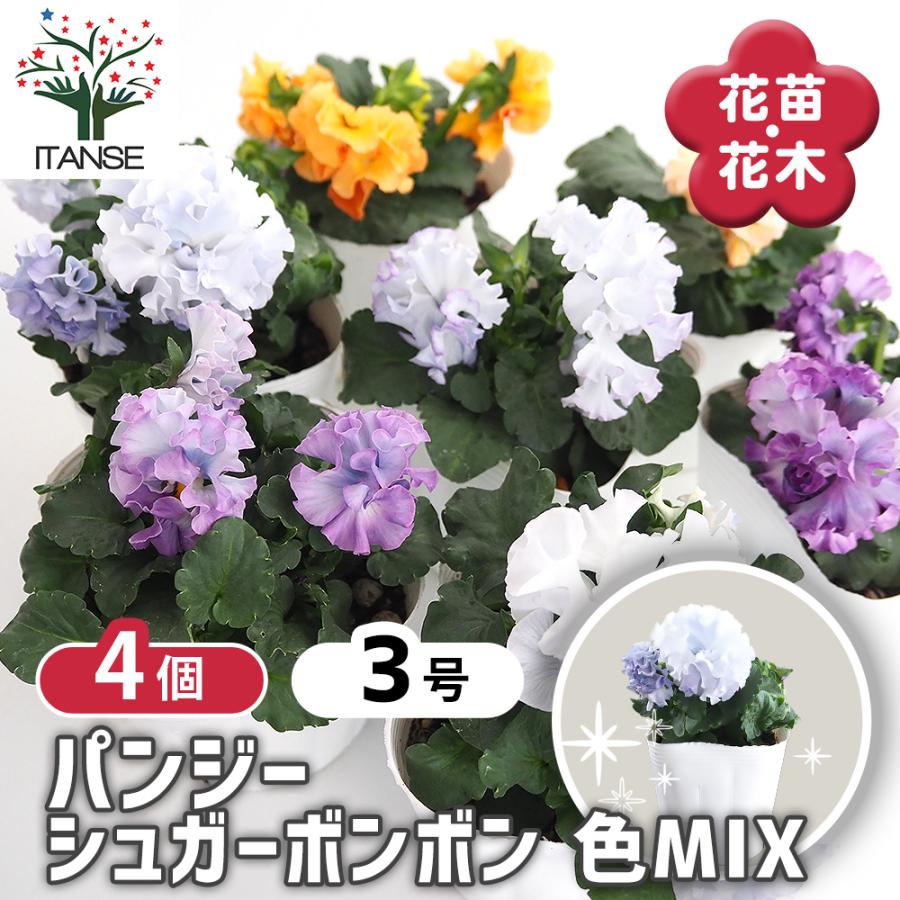 パンジー シュガーボンボン色MIX 花苗 3.5号/お買い得4個セット ビオラ