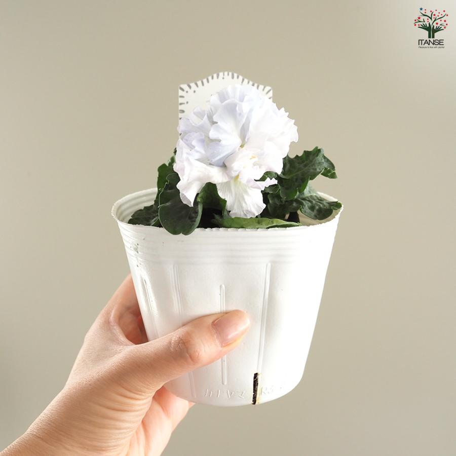 限定価格‼️❗車両付き限定品‼️✨SPクオリティ✨菜の花列車✨ジオラマ タキイの「花と野菜ガイド 2025年夏秋号」 | ハーちゃんの「ゆらゆら日記」