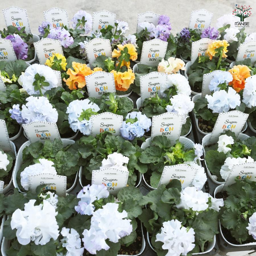 パンジー シュガーボンボン色MIX 花苗 3.5号/お買い得9個セット ビオラ