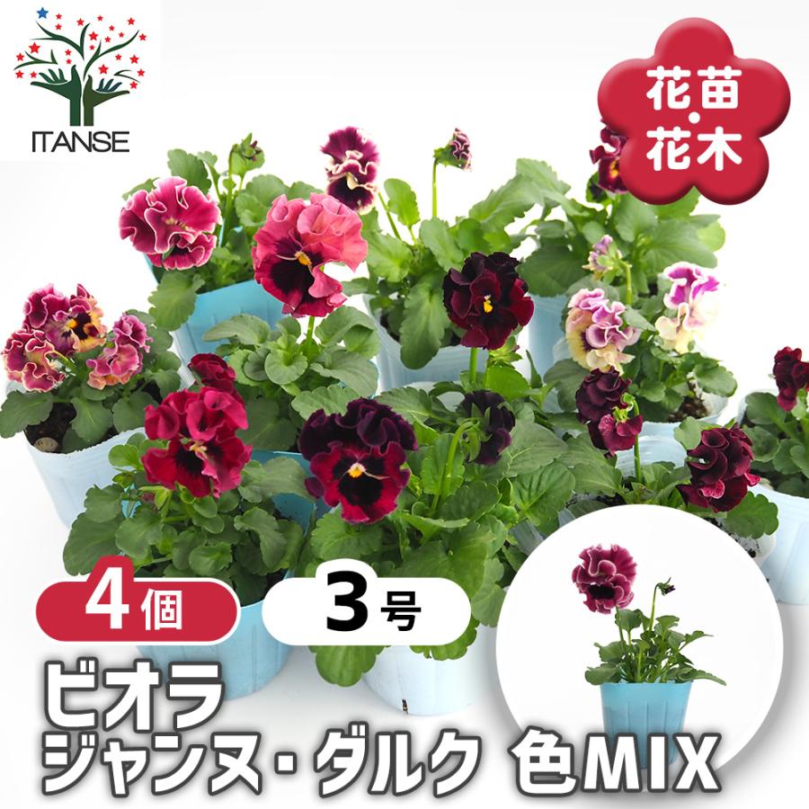 ビオラ ジャンヌ ダルク色MIX 花苗 3号/お買い得4個セット 花の苗