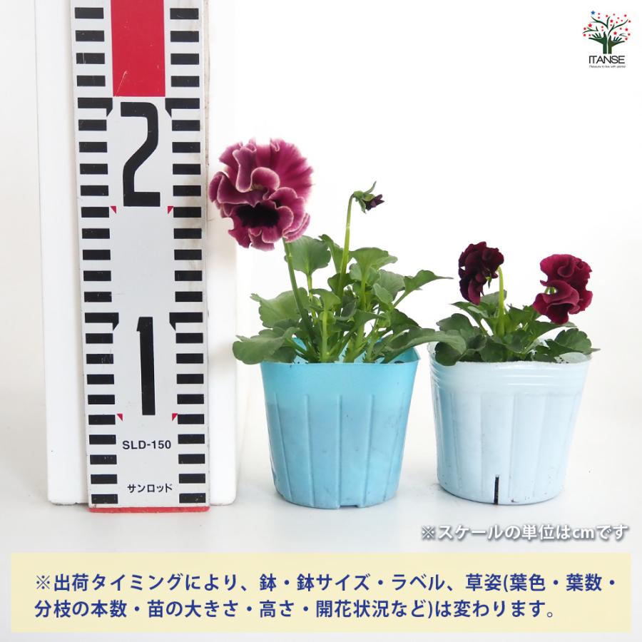 ビオラ ジャンヌ ダルク色MIX 花苗 3号/お買い得4個セット 花の苗