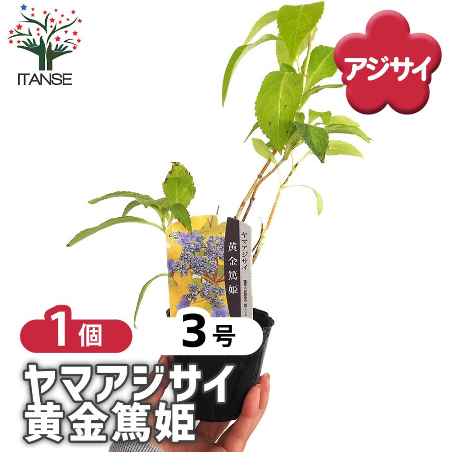 ヤマアジサイ 黄金篤姫 花木苗 3号/1個売り 花木 花木の苗 花の苗 山