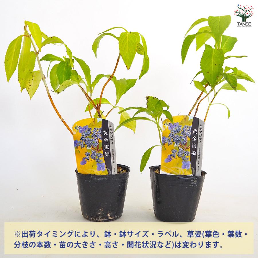 ヤマアジサイ 黄金篤姫 花木苗 3号/1個売り 花木 花木の苗 花の苗 山