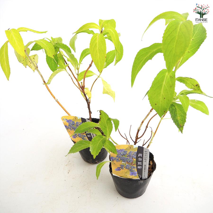 ヤマアジサイ 黄金篤姫 花木苗 3号/1個売り 花木 花木の苗 花の苗 山