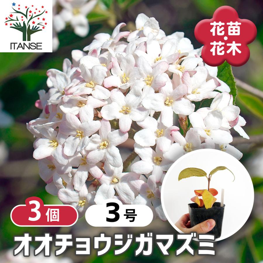 オオチョウジガマズミ(香りガマズミ) 花木苗 3号/お買い得3個セット