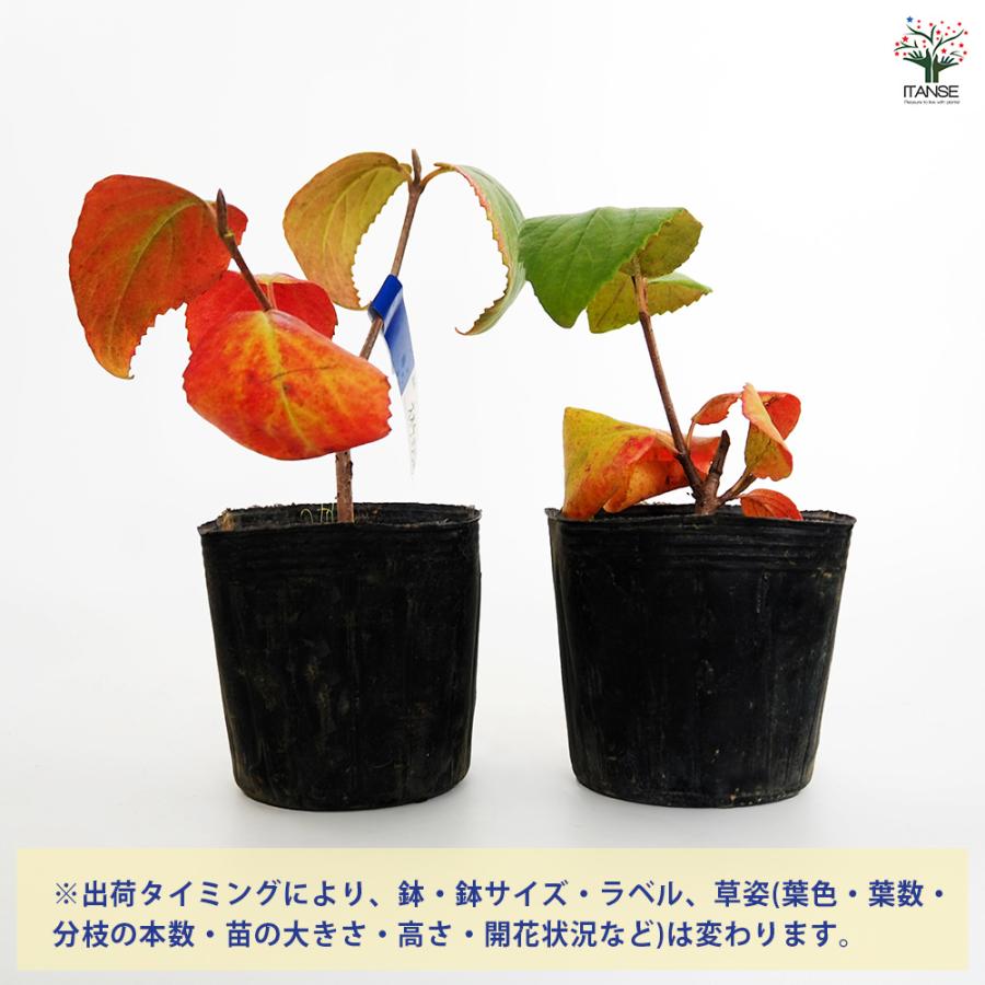 オオチョウジガマズミ(香りガマズミ) 花木苗 3号/お買い得3個セット