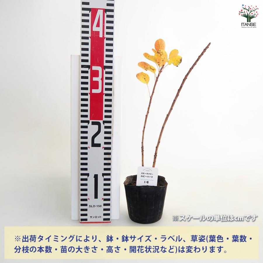 スモークツリー ルビーハート 花木苗 3号/1個売り 煙の木 ケムリノキ