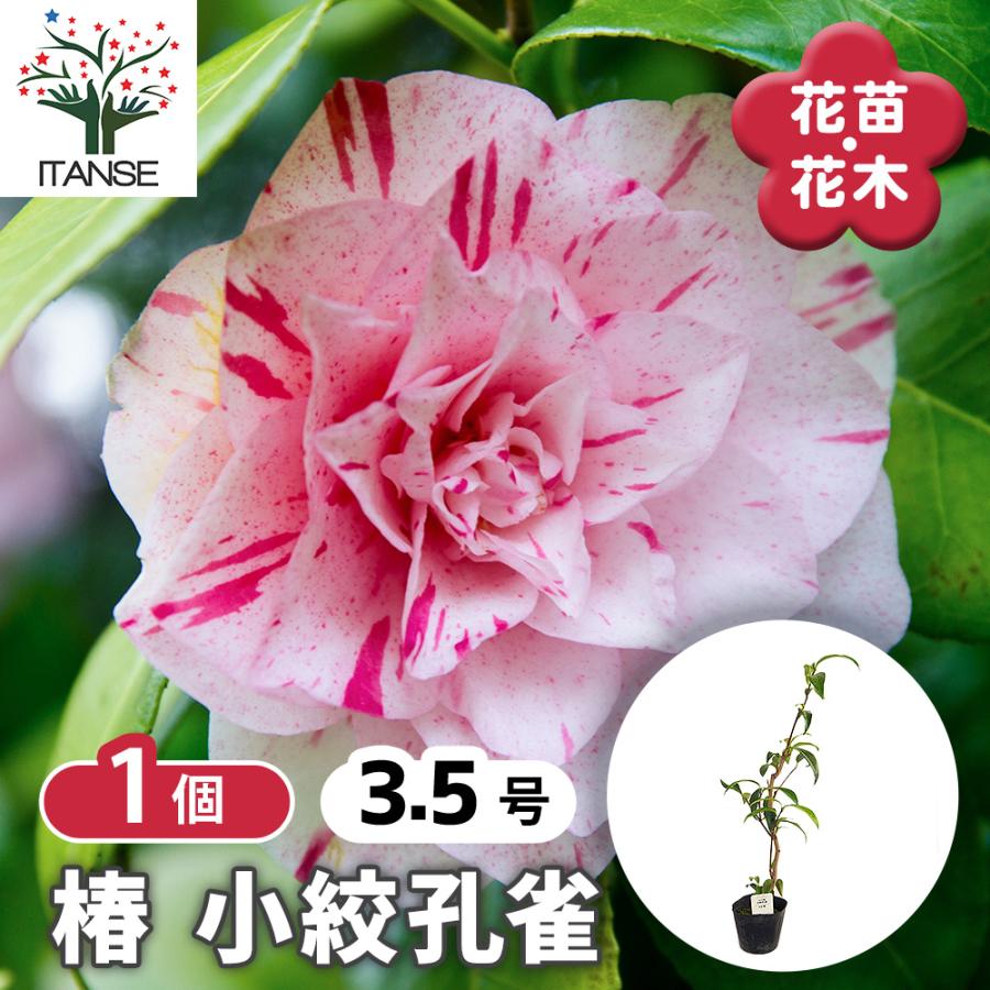 椿(ツバキ)の苗木 小絞孔雀 花木苗 3.5号/1個売り ツバキ苗 ツバキの