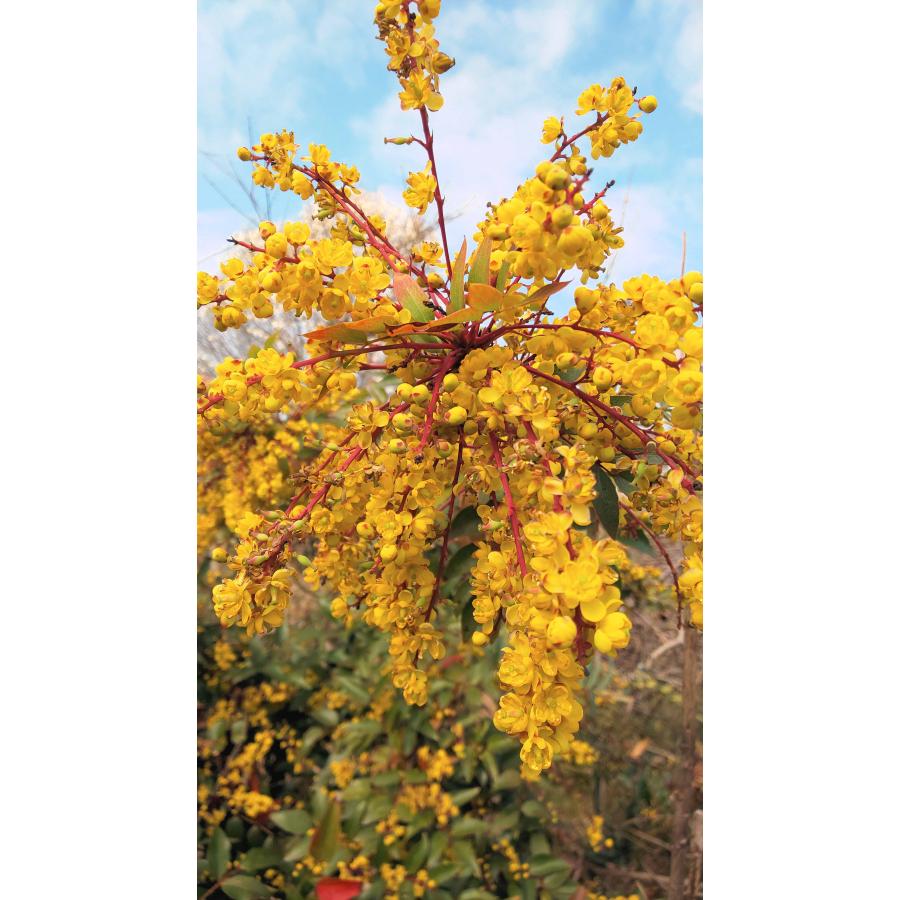 ヒイラギナンテン 黄香 庭木 3.5号/1個売り Nandina domestica お正月