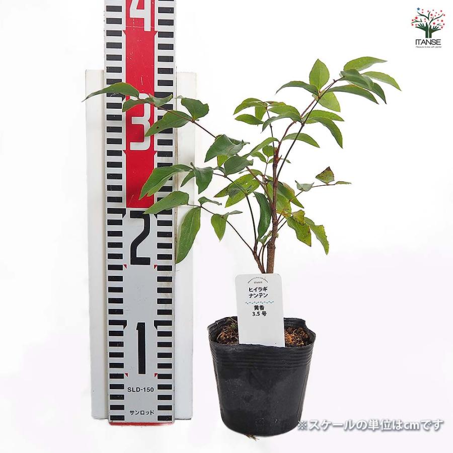 古布の紅葉のヒイラギナンテンのアップリケ　大きなサイズ ヒイラギナンテン 黄香 庭木 3.5号/1個売り Nandina domestica お正月