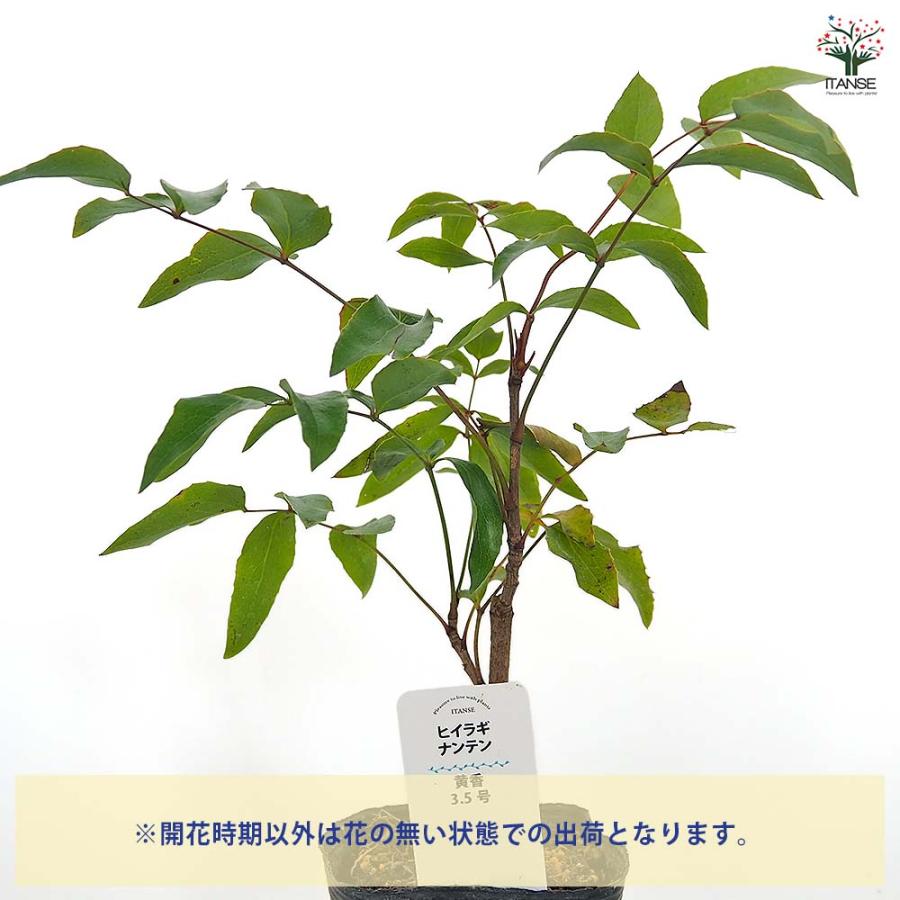 ヒイラギナンテン 黄香 庭木 3.5号/1個売り Nandina domestica お正月
