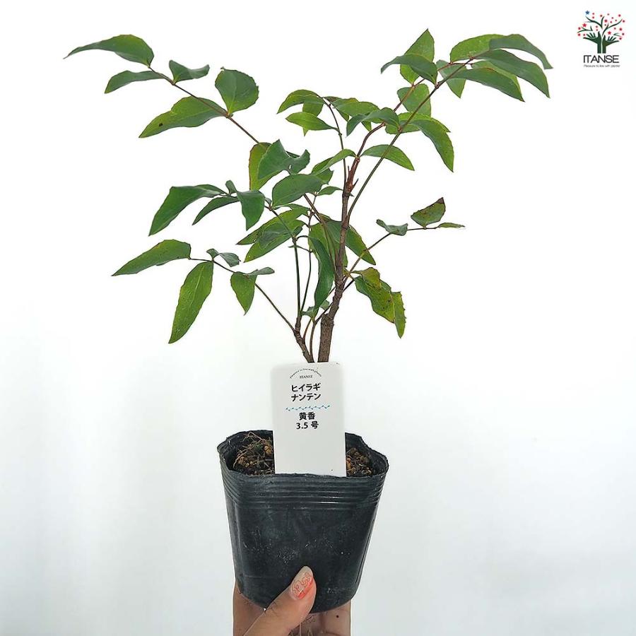 ヒイラギナンテン 黄香 庭木 3.5号/1個売り Nandina domestica お正月