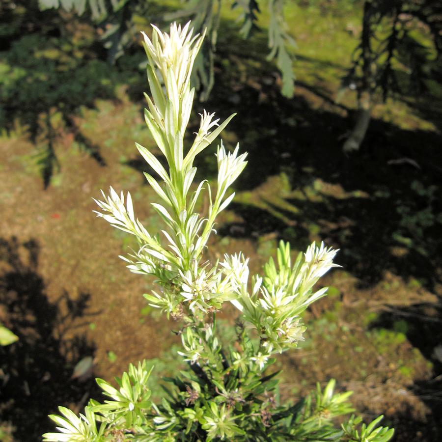 ラカンマキ 白芽 庭木 3.5号/1個売り らかんまき 羅漢槙 樹形 密生 