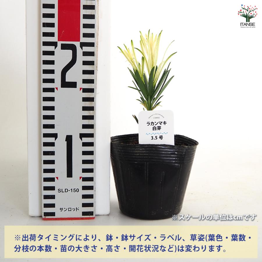 ラカンマキ 白芽 庭木 3.5号/1個売り らかんまき 羅漢槙 樹形 密生