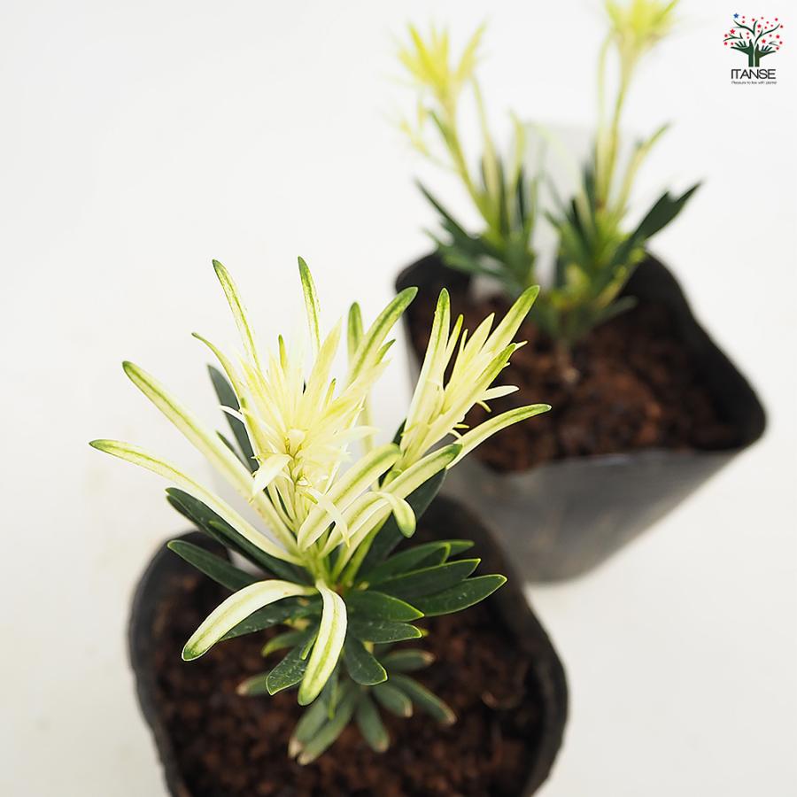 ラカンマキ 白芽 庭木 3.5号/1個売り らかんまき 羅漢槙 樹形 密生